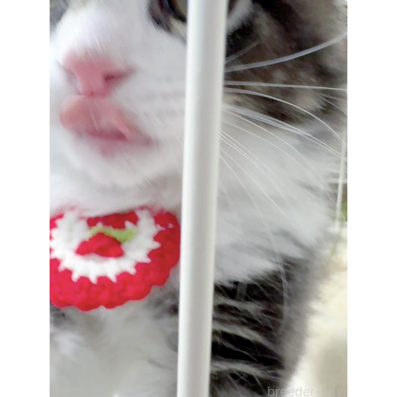 販売中の京都府のスコティッシュストレート-131720の9枚目