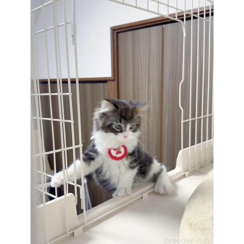 販売中の京都府のスコティッシュストレート-131720の8枚目