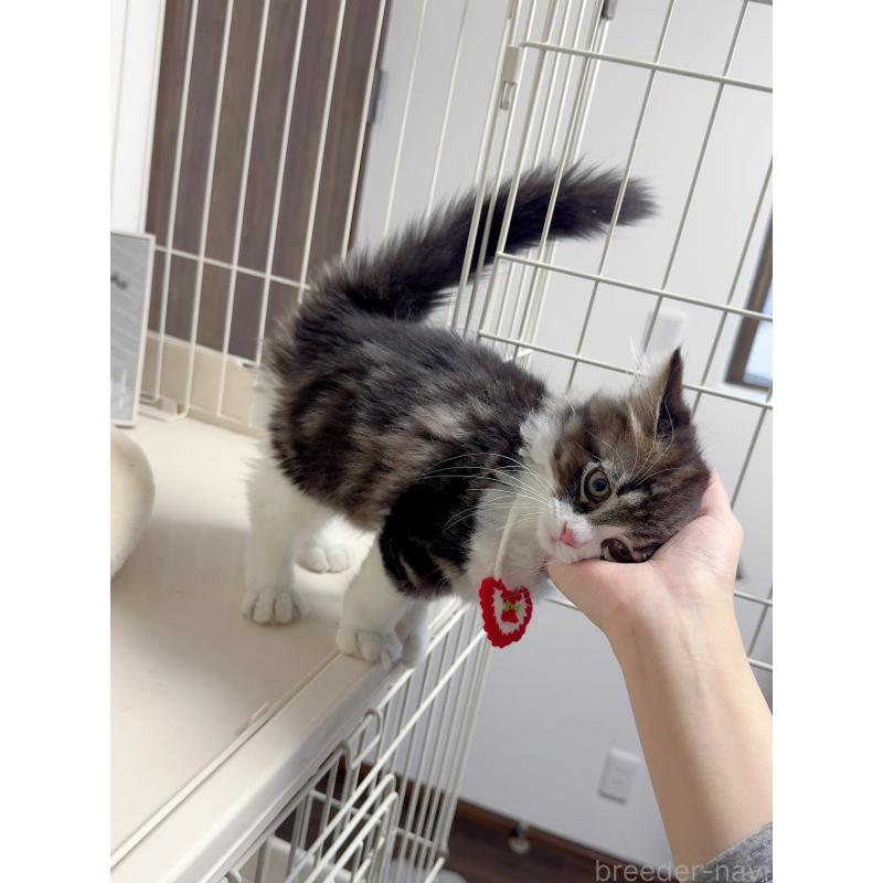 販売中の京都府のスコティッシュストレート-131720の7枚目