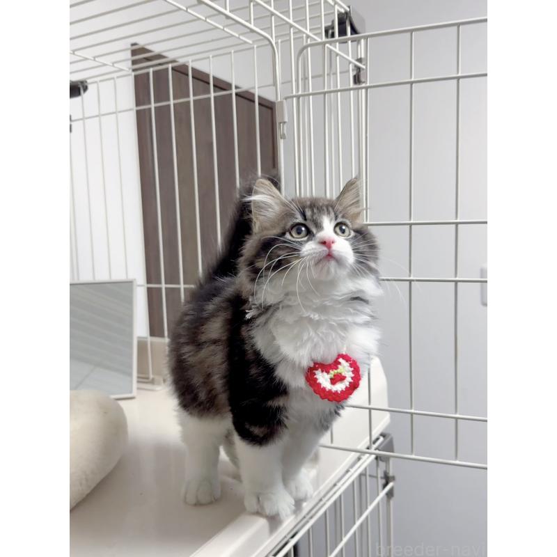 販売中の京都府のスコティッシュストレート-131720の6枚目