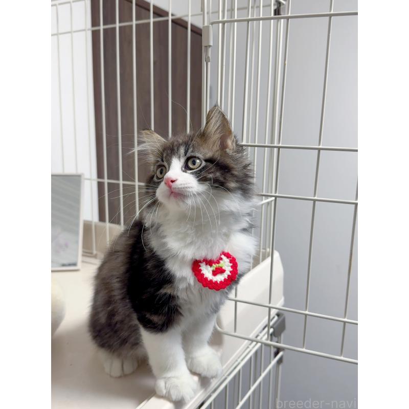 販売中の京都府のスコティッシュストレート-131720の5枚目