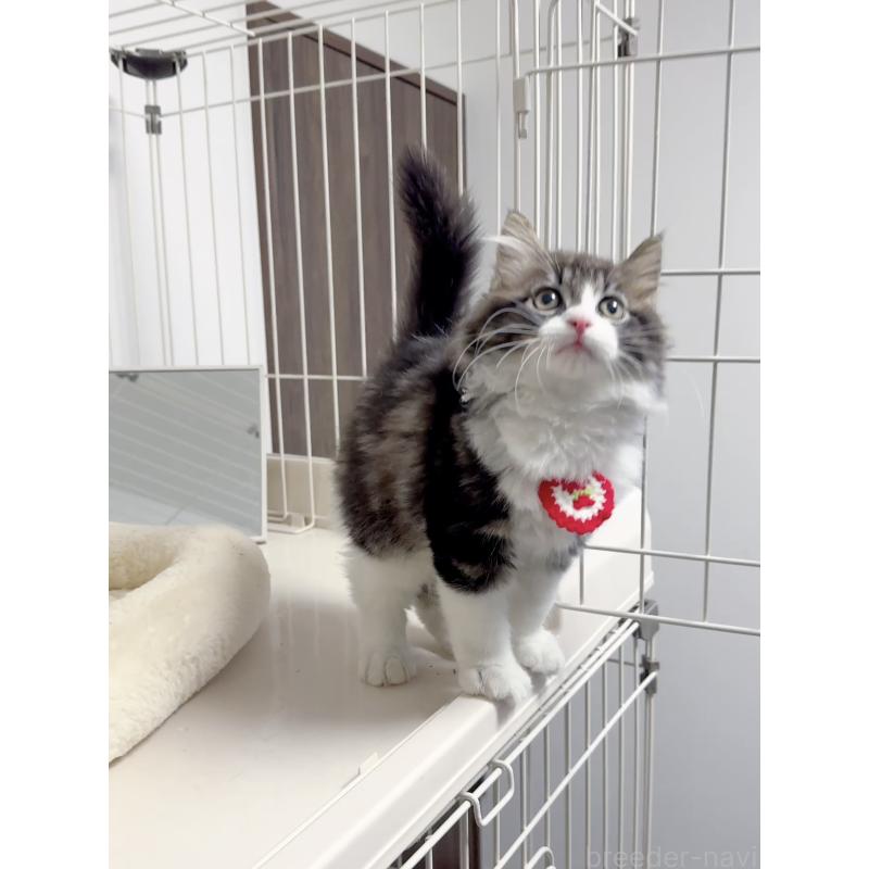 販売中の京都府のスコティッシュストレート-131720の4枚目