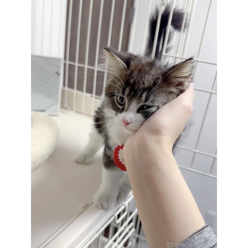 販売中の京都府のスコティッシュストレート-131720の3枚目