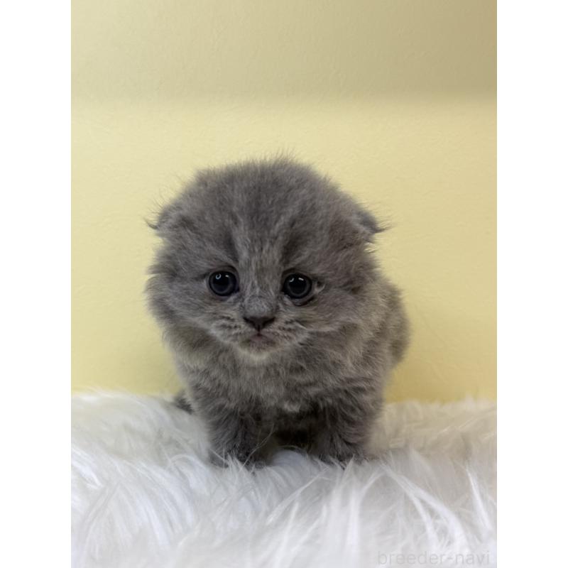 販売中の埼玉県のスコティッシュフォールド(折れ耳)-131564の4枚目