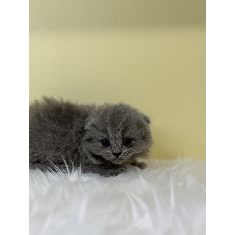 販売中の埼玉県のスコティッシュフォールド(折れ耳)-131564の3枚目