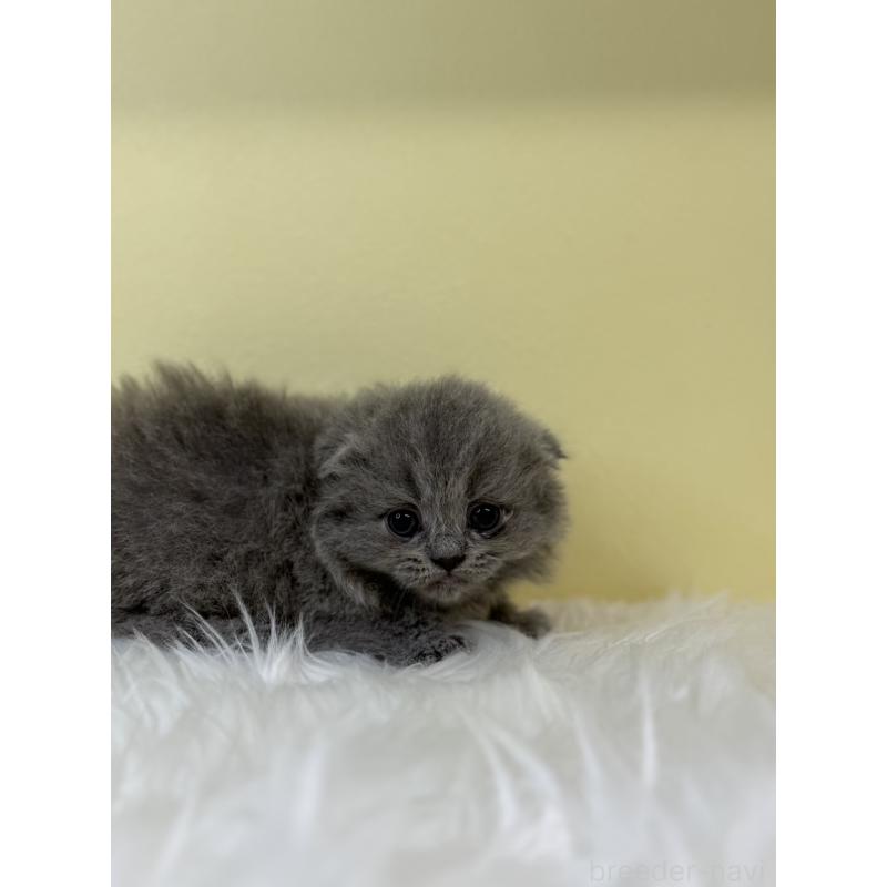 販売中の埼玉県のスコティッシュフォールド(折れ耳)-131564の2枚目