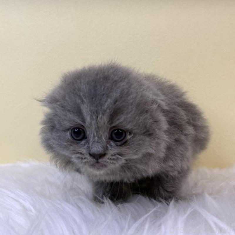 販売中の埼玉県のスコティッシュフォールド(折れ耳)-131564の1枚目