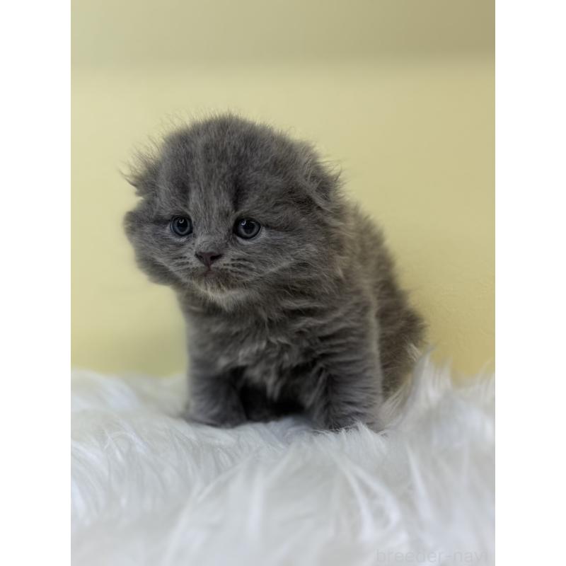 販売中の埼玉県のスコティッシュフォールド(折れ耳)-131563の4枚目