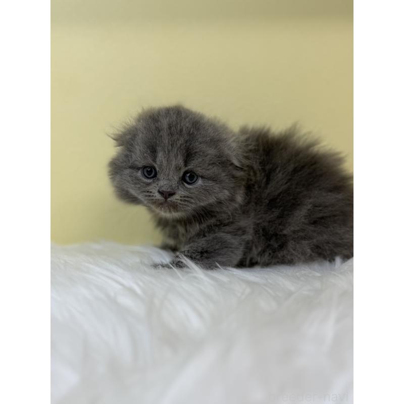 販売中の埼玉県のスコティッシュフォールド(折れ耳)-131563の3枚目