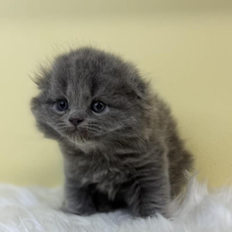 販売中の埼玉県のスコティッシュフォールド(折れ耳)-131563の1枚目