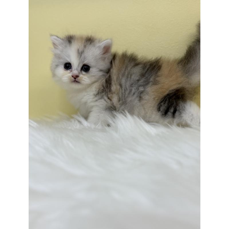 販売中の埼玉県のミヌエット-131562の4枚目