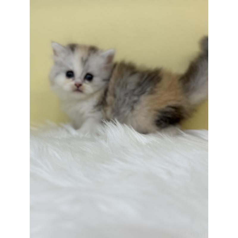 販売中の埼玉県のミヌエット-131562の3枚目