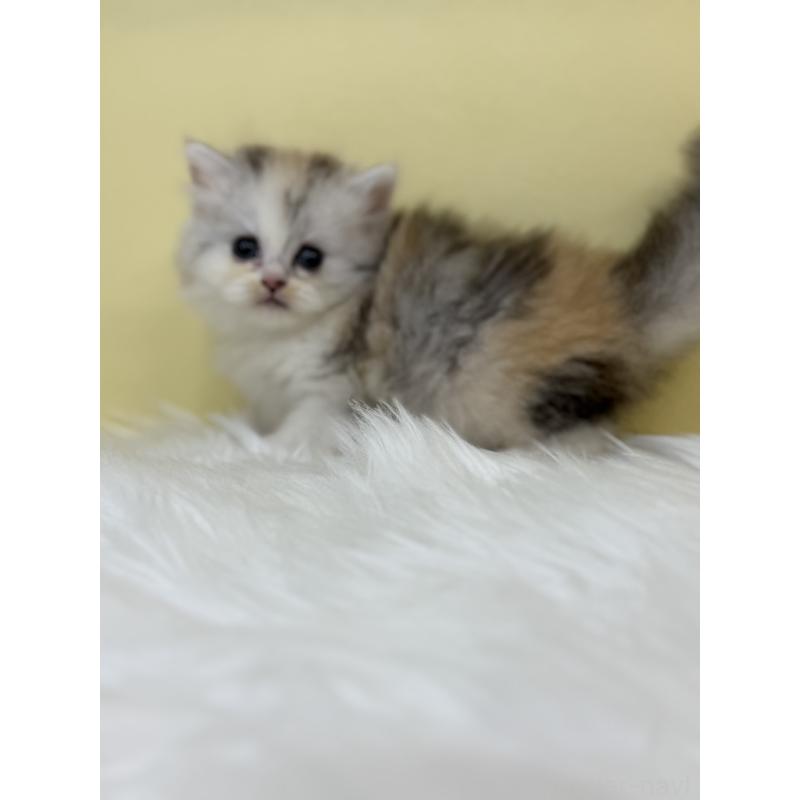 販売中の埼玉県のミヌエット-131562の2枚目