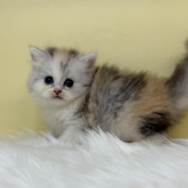 販売中の埼玉県のミヌエット-131562の1枚目