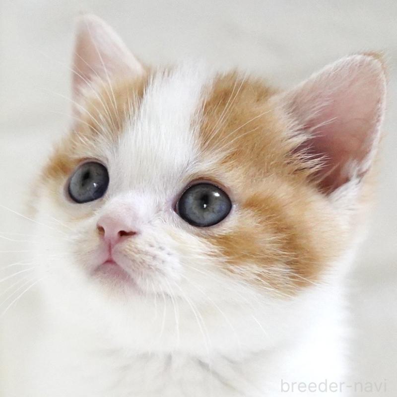 販売中の愛知県のスコティッシュフォールド-131715