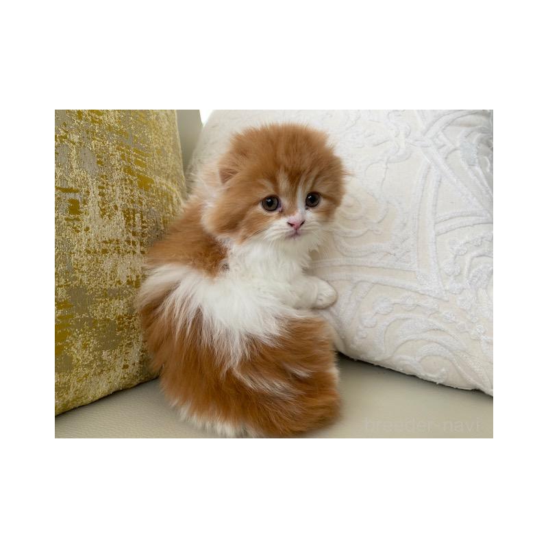 販売中の茨城県のスコティッシュフォールド(折れ耳)-131721の9枚目