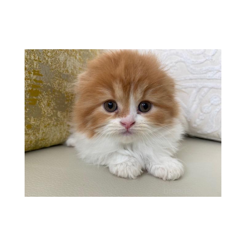 販売中の茨城県のスコティッシュフォールド(折れ耳)-131721の8枚目