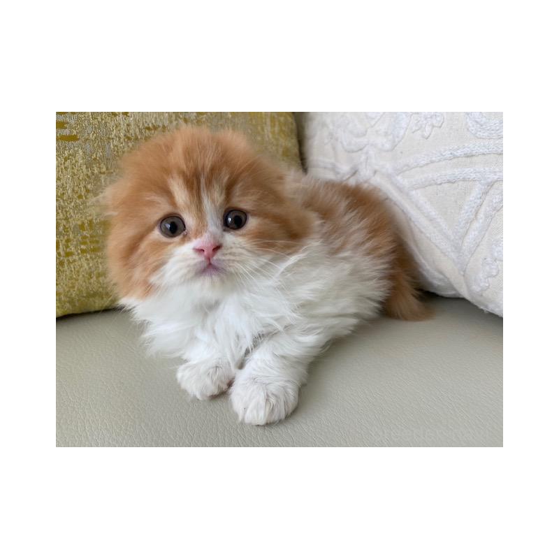 販売中の茨城県のスコティッシュフォールド(折れ耳)-131721の6枚目