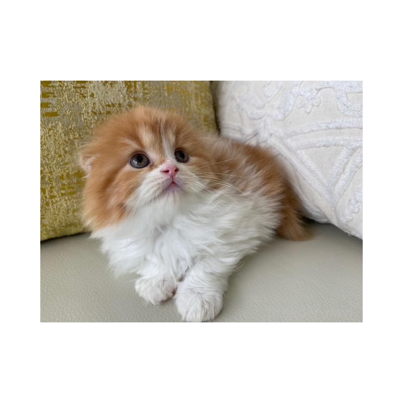 販売中の茨城県のスコティッシュフォールド(折れ耳)-131721の7枚目