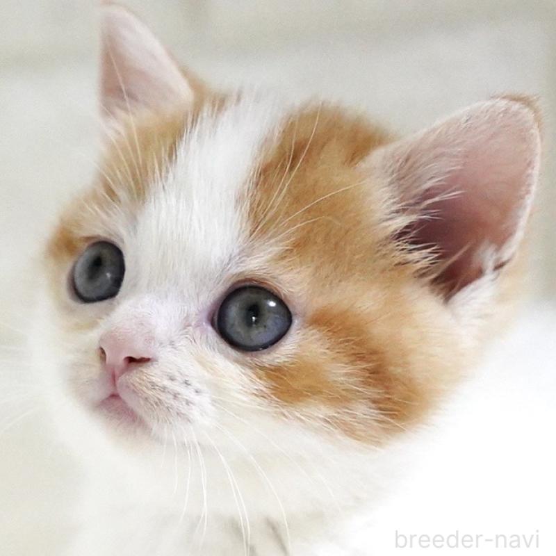 販売中の愛知県のスコティッシュフォールド-131715の15枚目