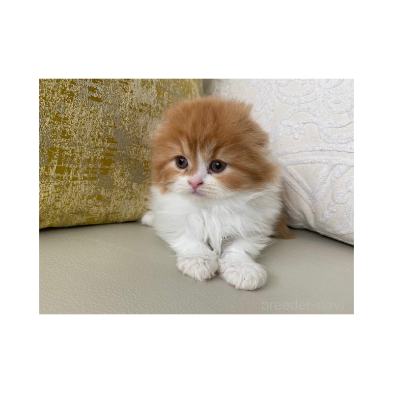 販売中の茨城県のスコティッシュフォールド(折れ耳)-131721の5枚目