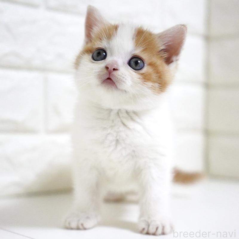 販売中の愛知県のスコティッシュフォールド-131715の14枚目