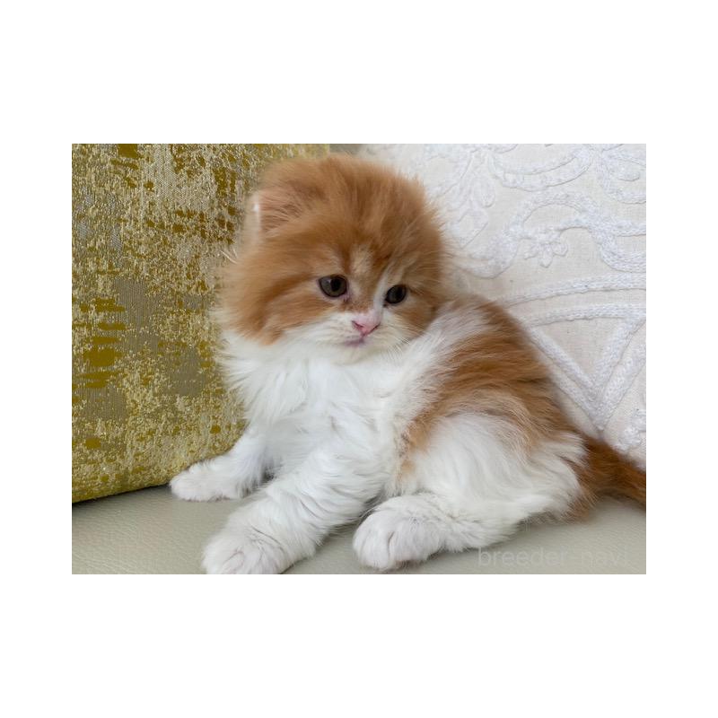 販売中の茨城県のスコティッシュフォールド(折れ耳)-131721の4枚目