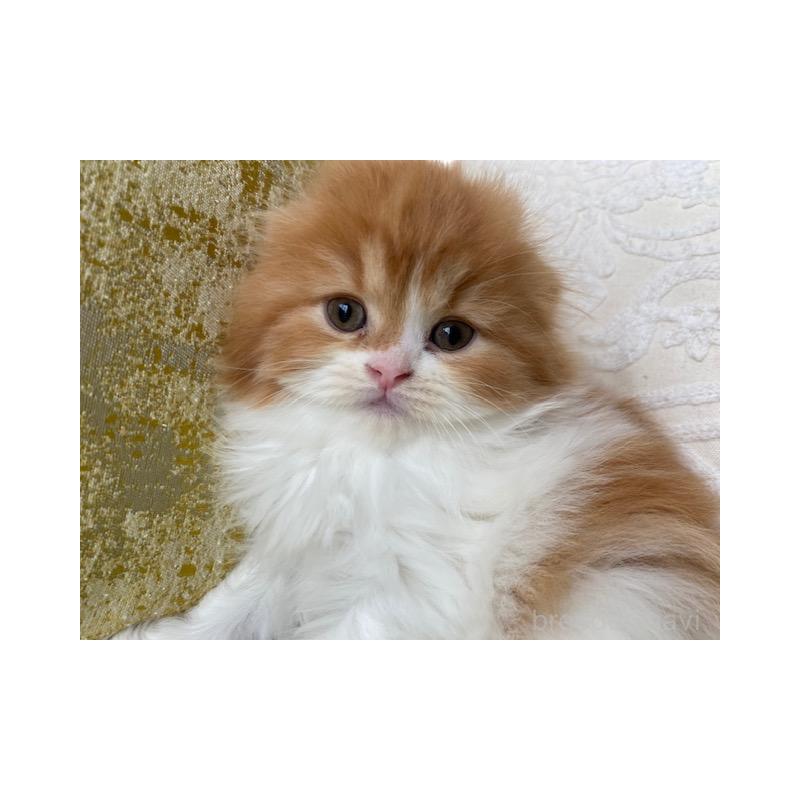 販売中の茨城県のスコティッシュフォールド(折れ耳)-131721の3枚目