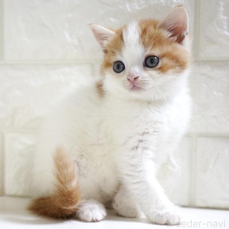 販売中の愛知県のスコティッシュフォールド-131715の13枚目