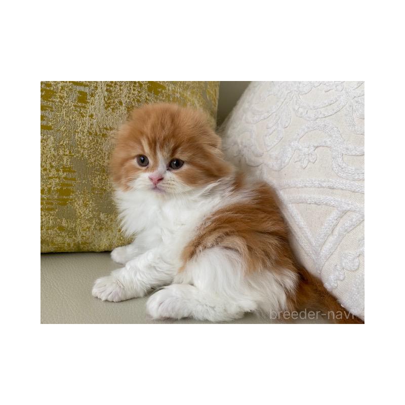 販売中の茨城県のスコティッシュフォールド(折れ耳)-131721の2枚目