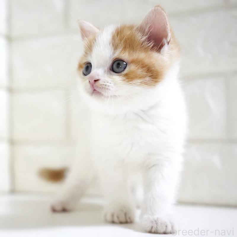 販売中の愛知県のスコティッシュフォールド-131715の12枚目