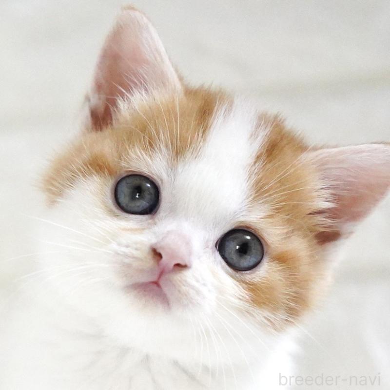 販売中の愛知県のスコティッシュフォールド-131715の11枚目