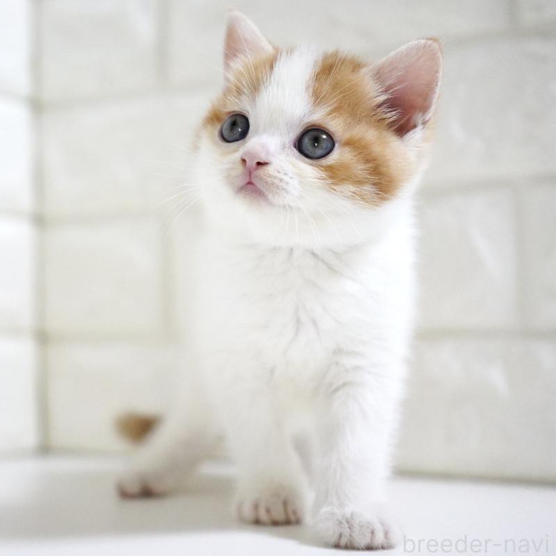 販売中の愛知県のスコティッシュフォールド-131715の9枚目