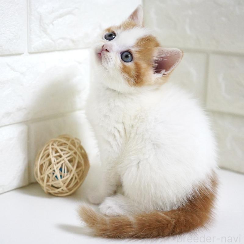 販売中の愛知県のスコティッシュフォールド-131715の6枚目