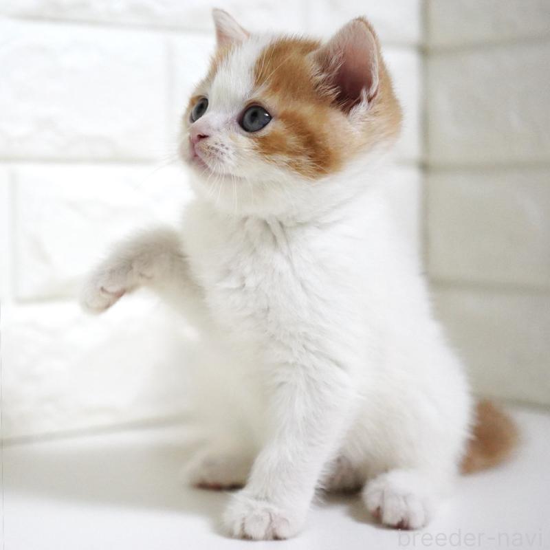 販売中の愛知県のスコティッシュフォールド-131715の5枚目