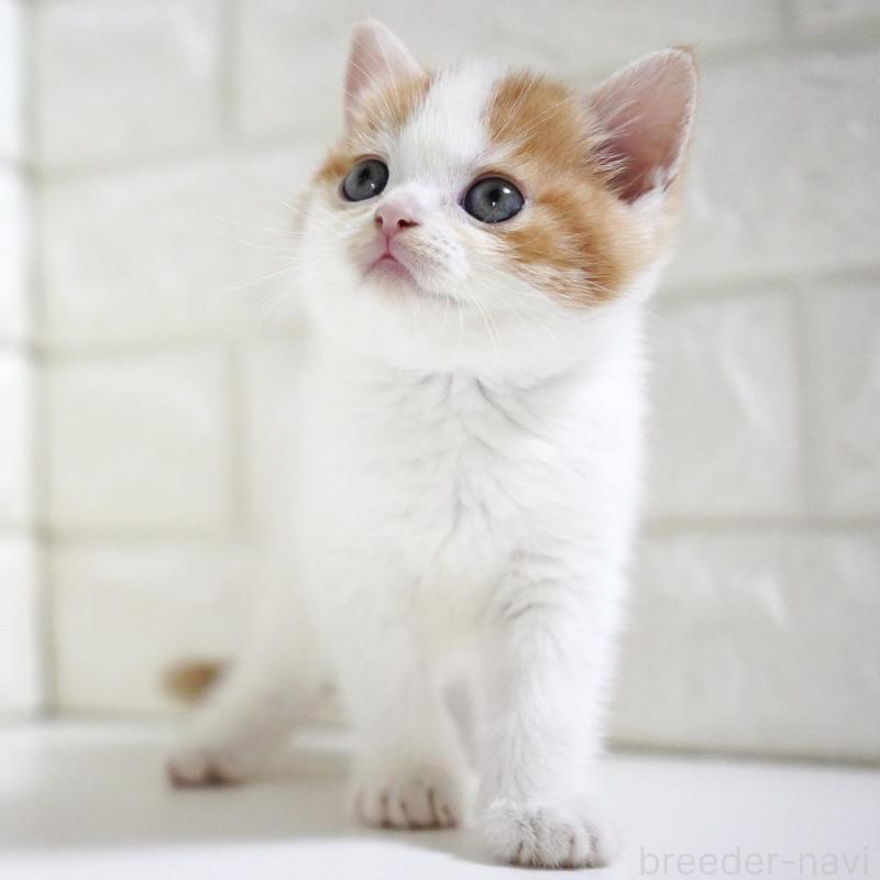 販売中の愛知県のスコティッシュフォールド-131715の4枚目