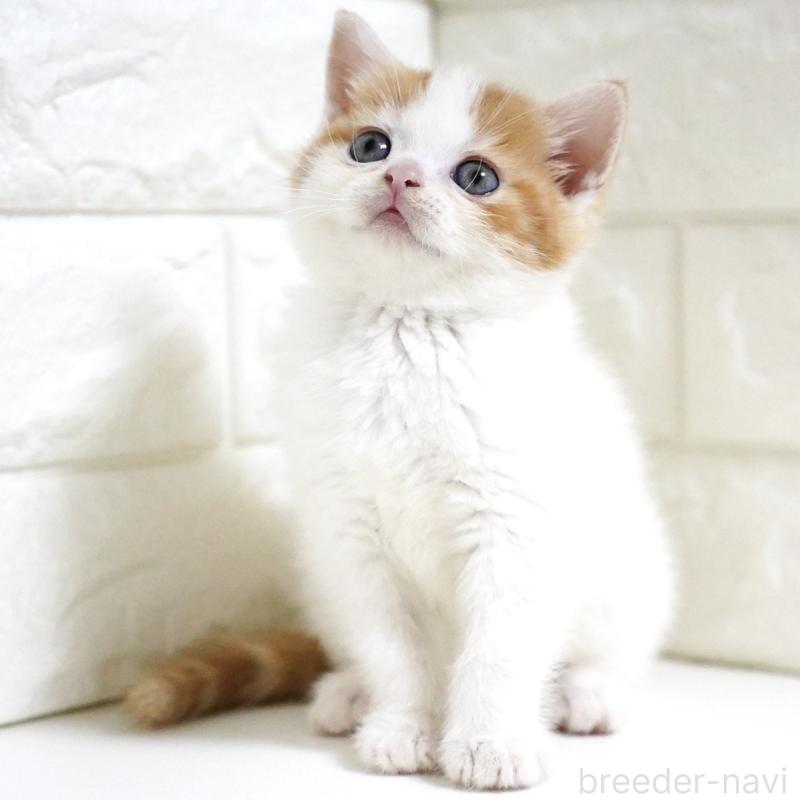 販売中の愛知県のスコティッシュフォールド-131715の3枚目