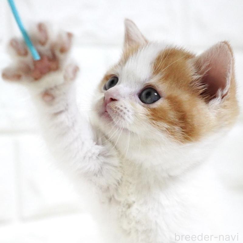 販売中の愛知県のスコティッシュフォールド-131715の2枚目