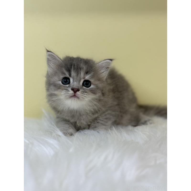 販売中の埼玉県のサイベリアン-131561の2枚目