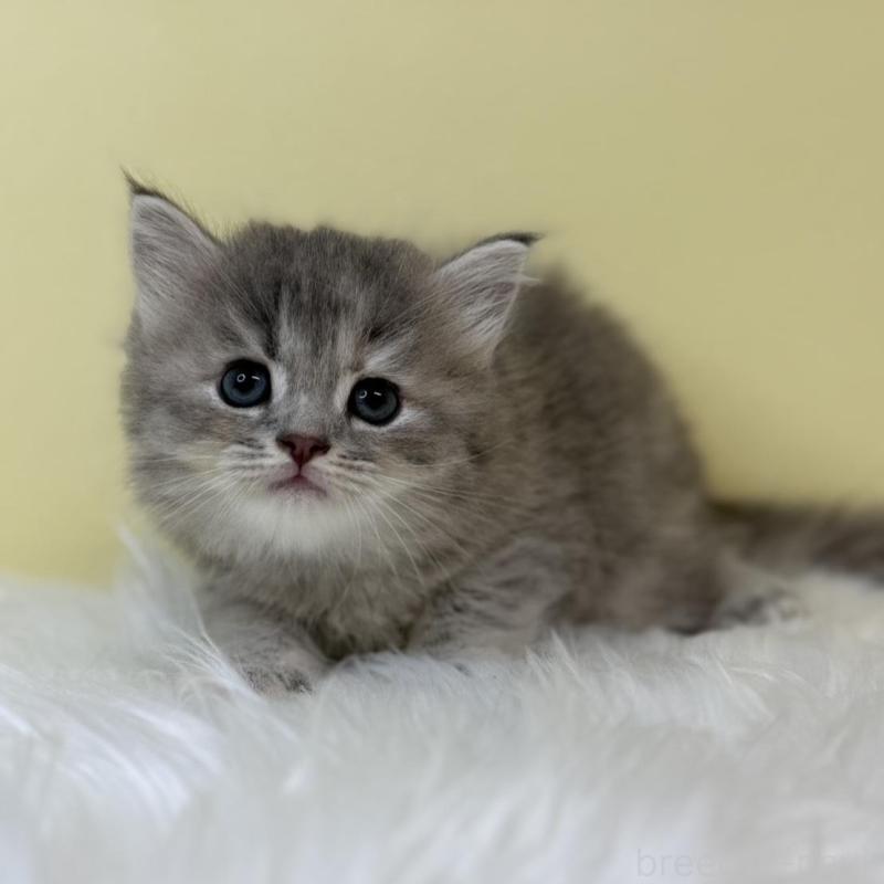 販売中の埼玉県のサイベリアン-131561の1枚目