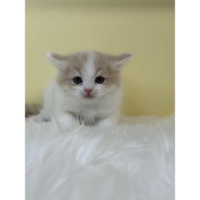 販売中の埼玉県のサイベリアン-131560の4枚目