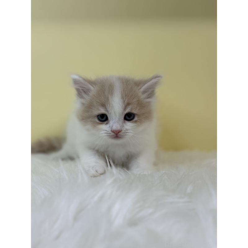 販売中の埼玉県のサイベリアン-131560の2枚目