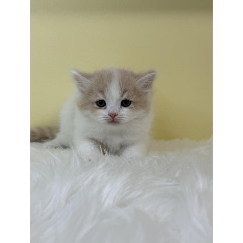 販売中の埼玉県のサイベリアン-131560の1枚目