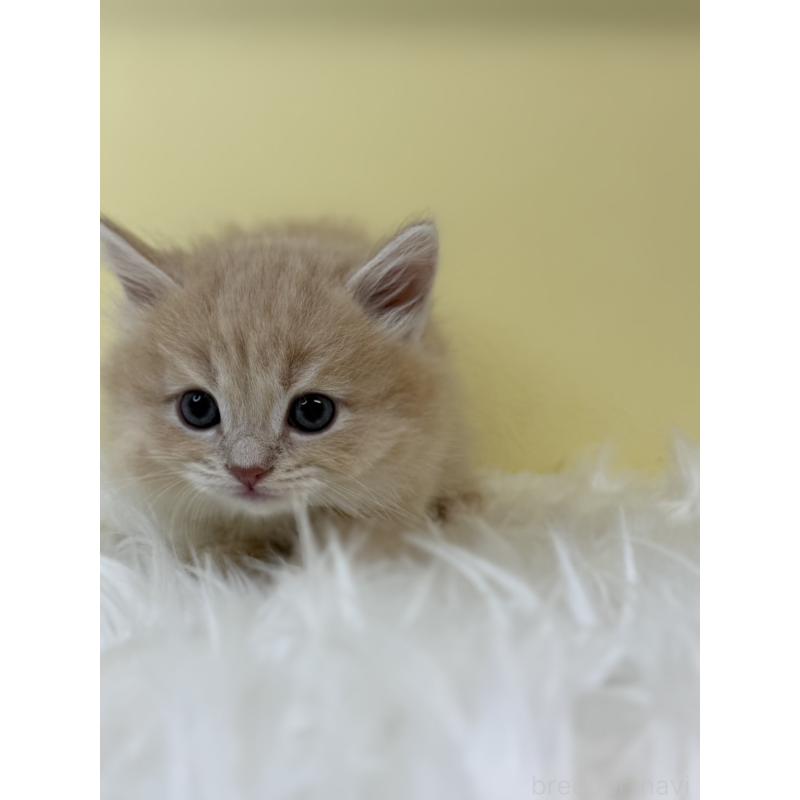 販売中の埼玉県のサイベリアン-131559の4枚目