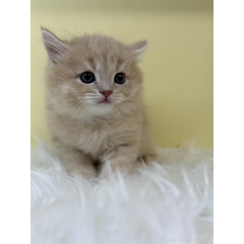 販売中の埼玉県のサイベリアン-131559の3枚目