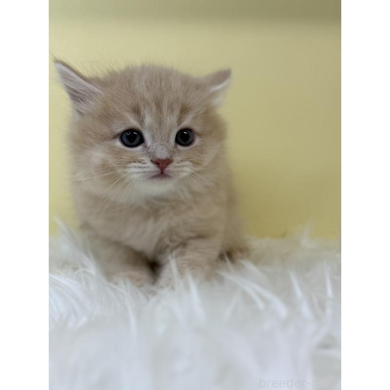 販売中の埼玉県のサイベリアン-131559の2枚目