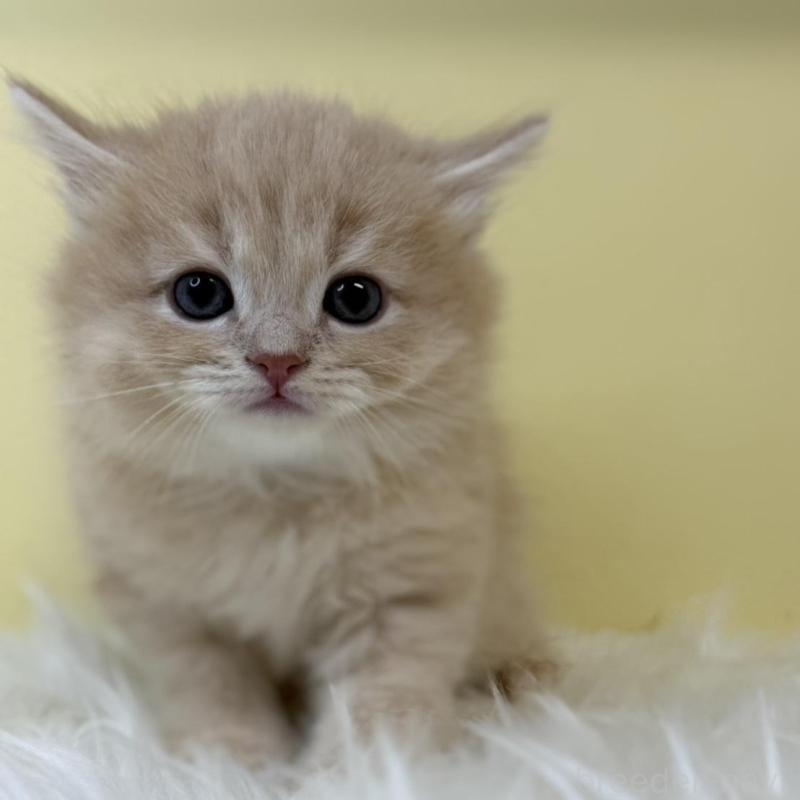 販売中の埼玉県のサイベリアン-131559の1枚目