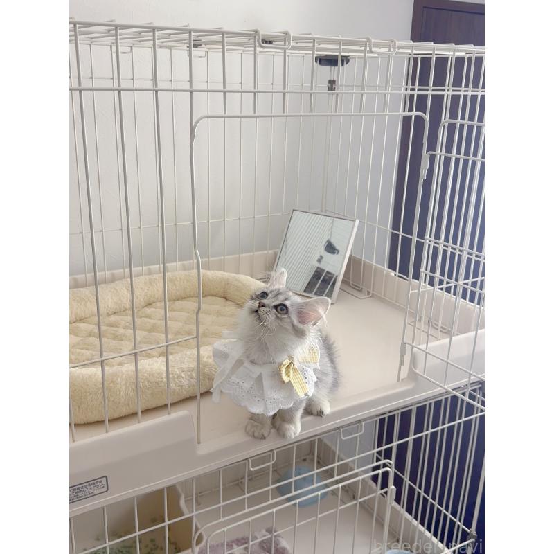 販売中の京都府のミヌエット-131722の5枚目