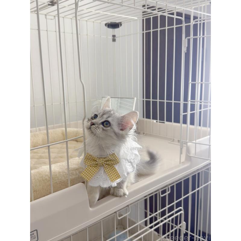 販売中の京都府のミヌエット-131722の4枚目