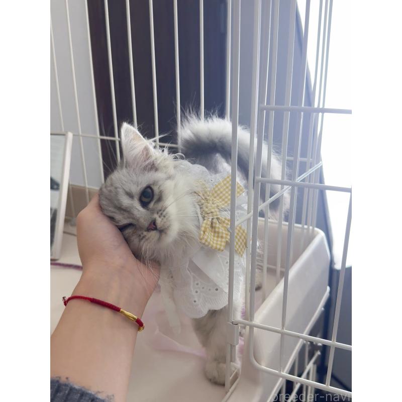 販売中の京都府のミヌエット-131722の3枚目